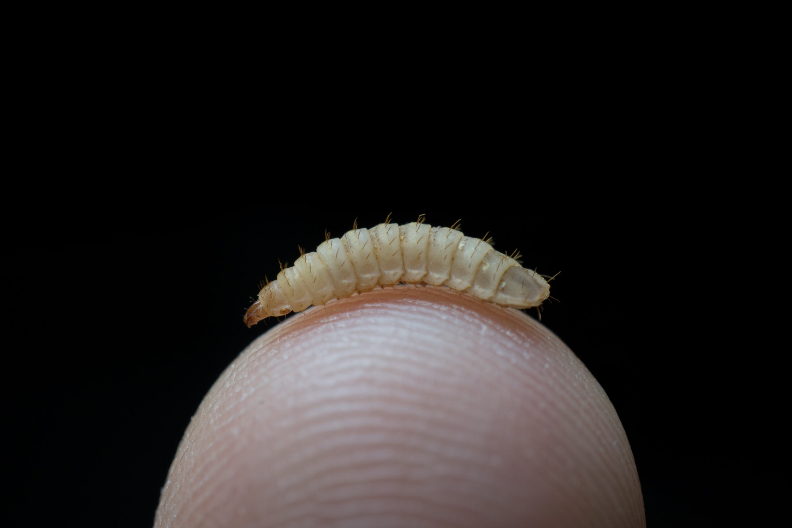 Nano enhancement of Black Soldier Fly Larvae and biofortification of waste