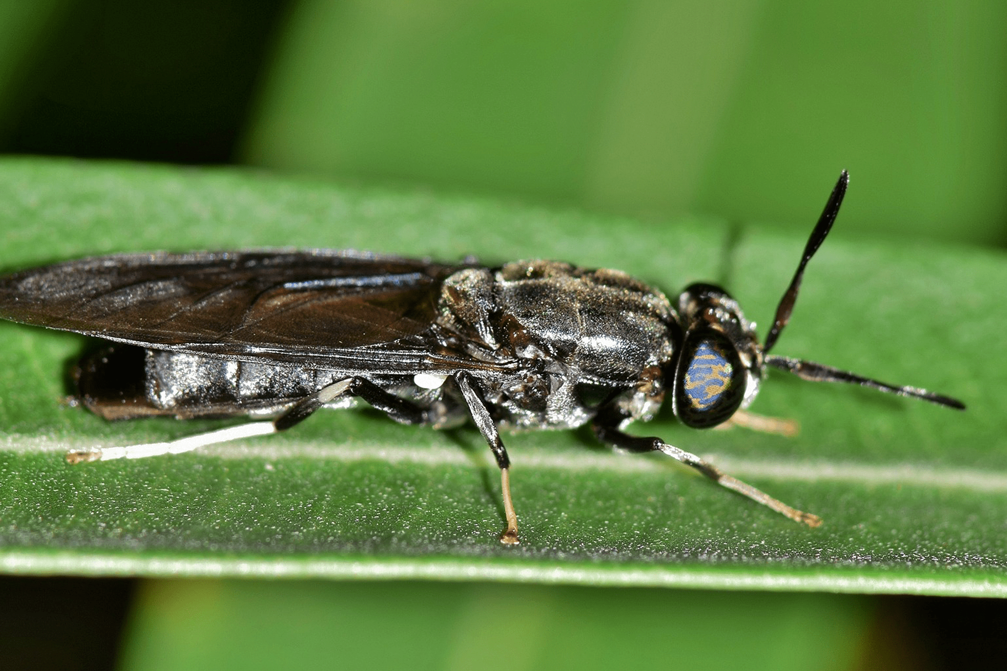 Close-up image of a black soldier fly resting on a green leaf