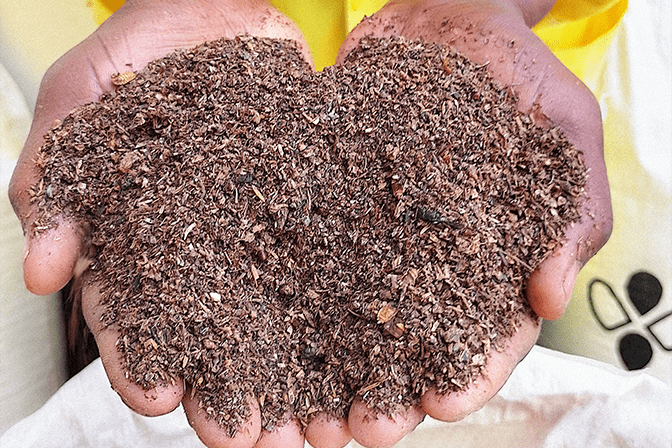 Handful of Black Soldier Fly Frass at Flybox Facility in Kenya