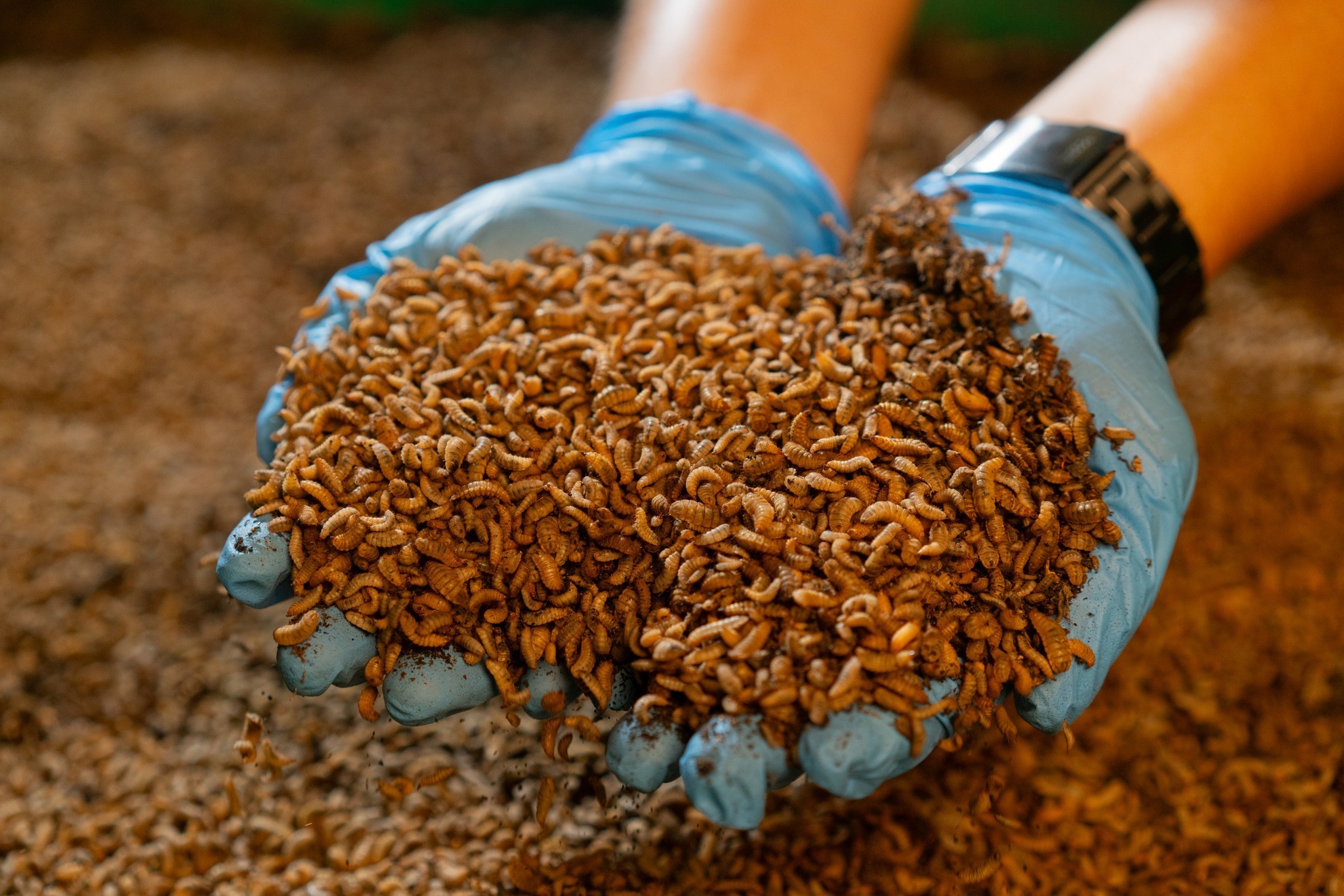 Handful of black soldier fly larvae as fish meal