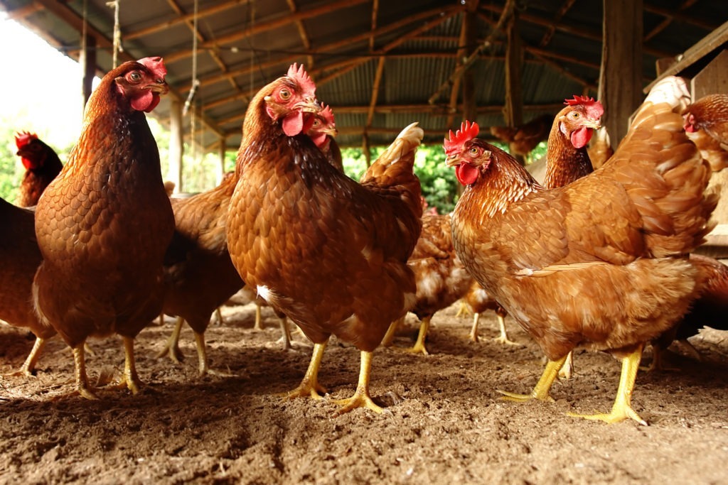 Group of chickens inside a chicken shed, showcasing poultry welfare and farming conditions.