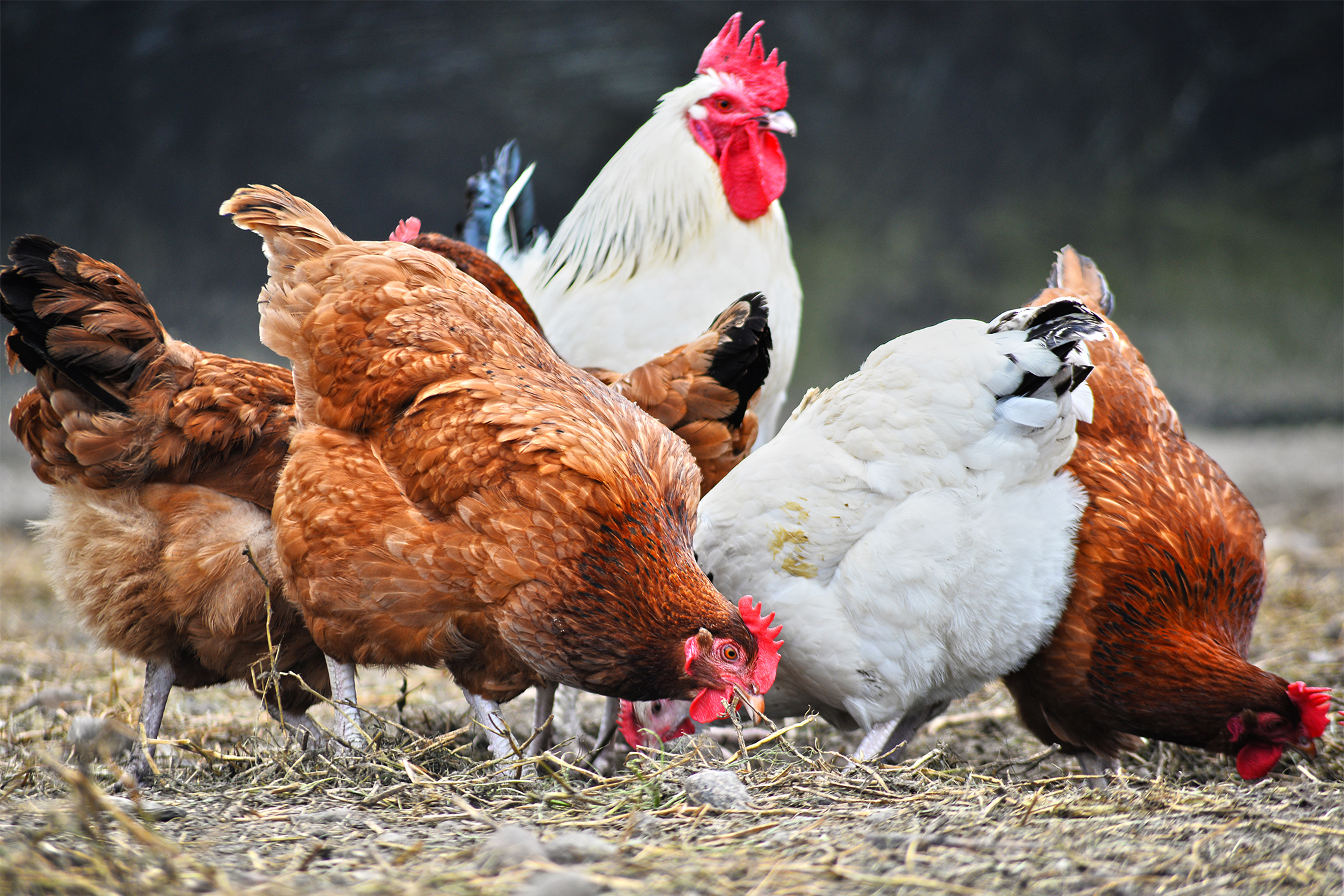 Free-range chickens feeding on black soldier fly larvae