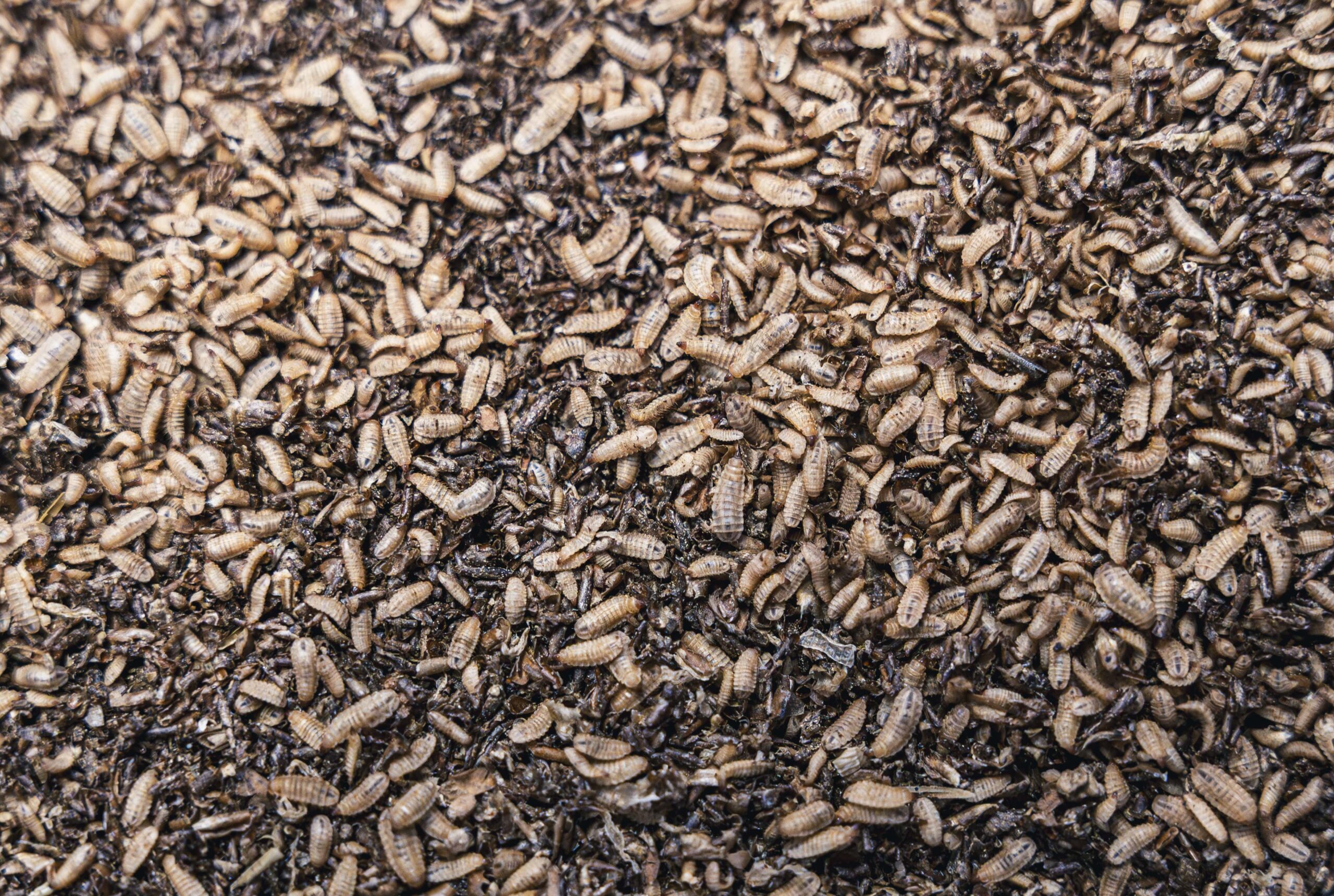 Black Soldier Fly Larvae (BFSL) at Flybox® Insect Waste Management Facility