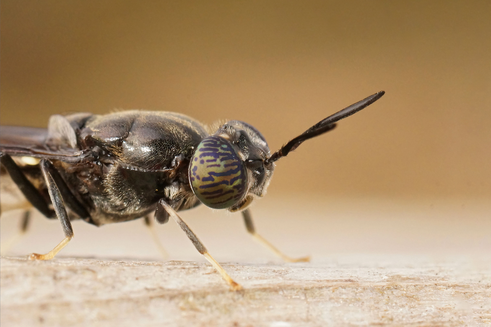 Close up image of black soldier fly on light brown background