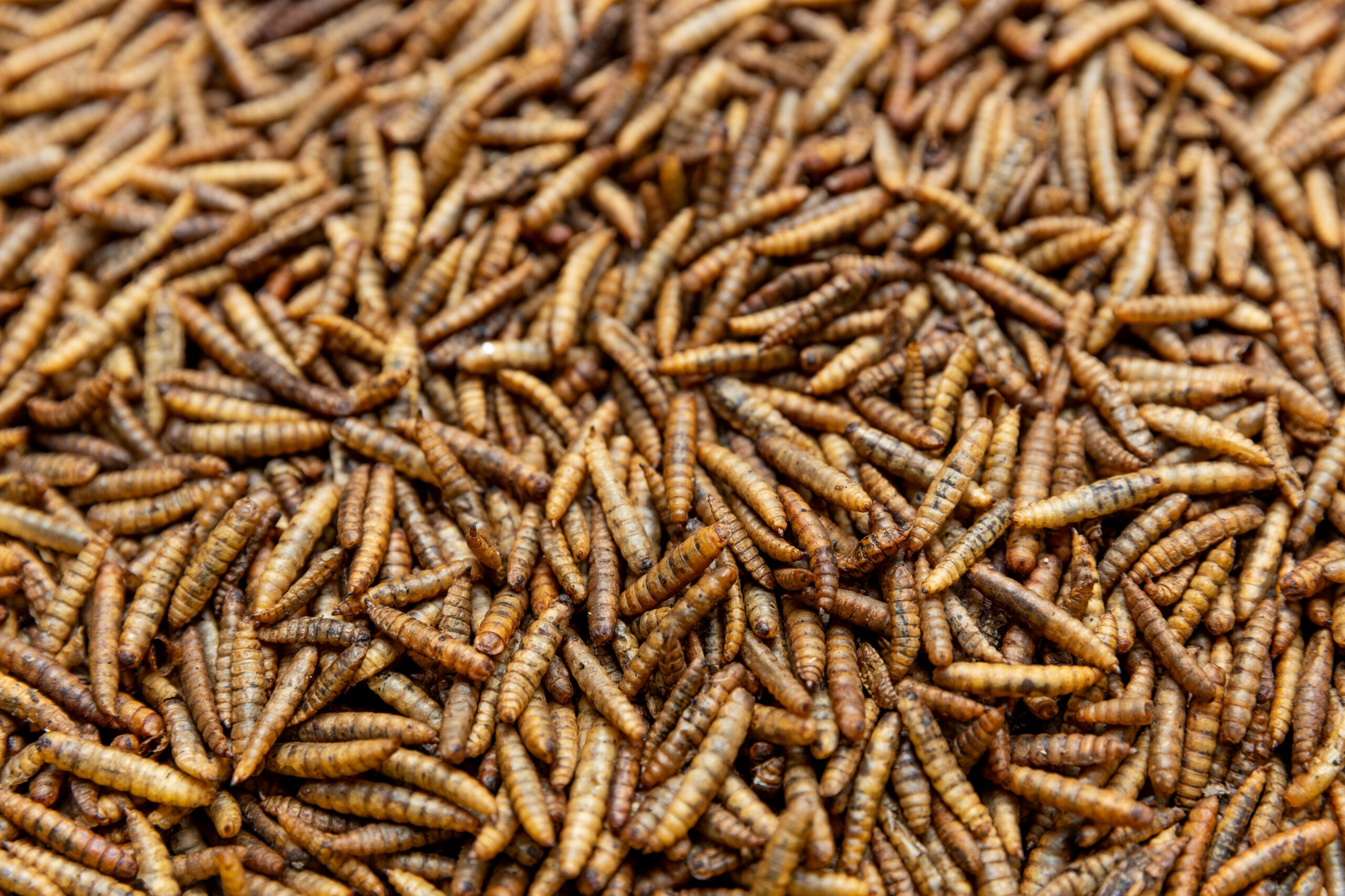 Close up photograph of dried black soldier fly larvae at Flybox Kenya facility used as a sustainable protein ingredient in animal feed