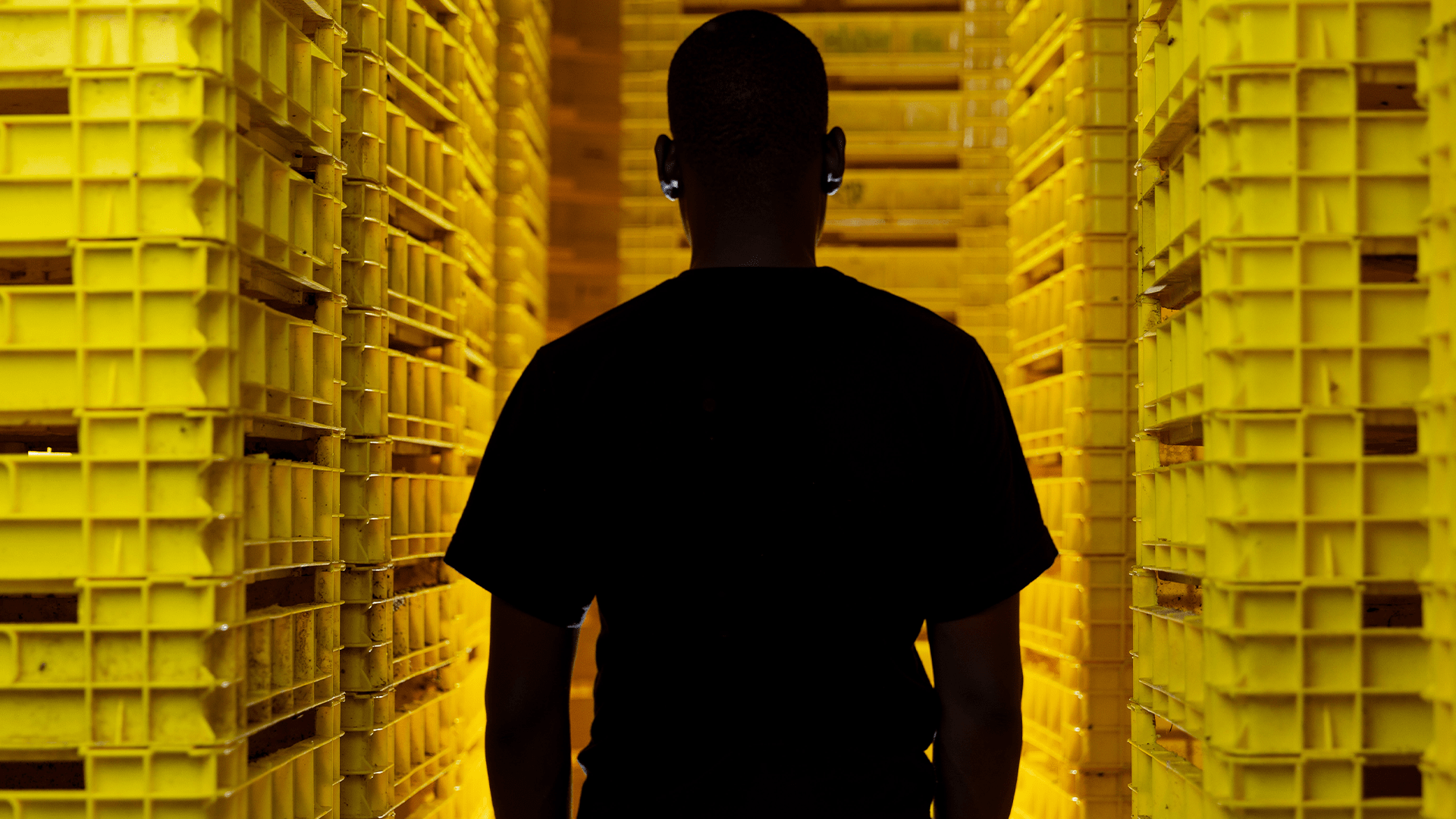 A silhouette of a Flybox employee standing in front of a large stack of yellow insect farming tracks housing black soldier fly larvae