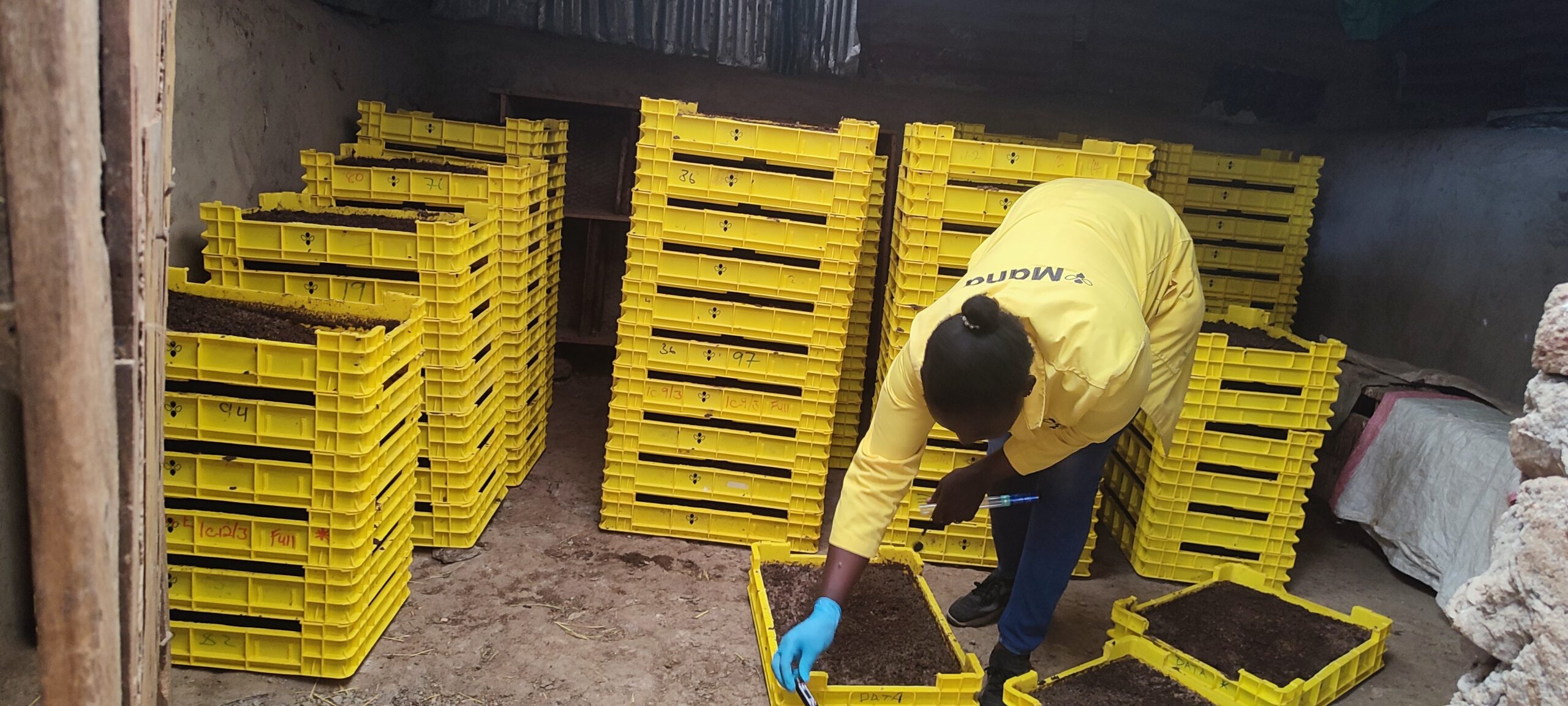 Worker checking black soldier fly rearing trays at a Flybox-supported farm in Kenya