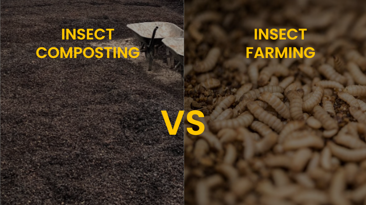 Insect Composting vs Insect Protein - business model comparison
